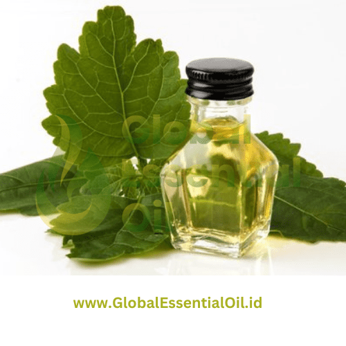 best patchouli essential oil manufacturer indonesia
