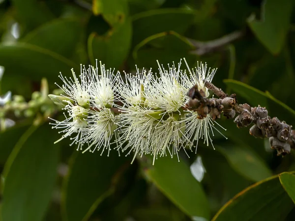Global Essential Oil, Cajuput Oil: Antimicrobial Effects and Uses for Skin, Oral, and Respiratory Infections