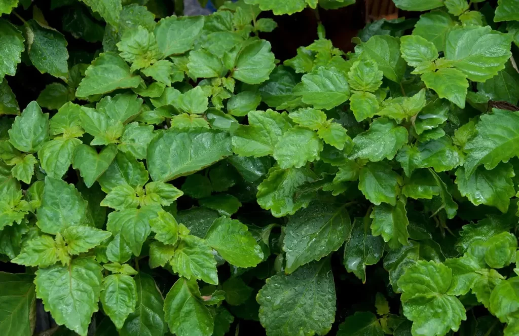 pure essential oil manufacturers from indonesia, patchouli oil blends