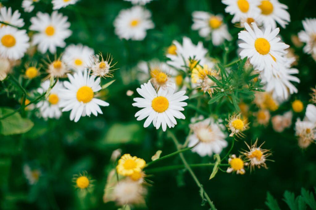 7 Surprising Benefits of Clove Oil for Teeth: Natural Dental Relief and More! 5 shallow shot of white daisies