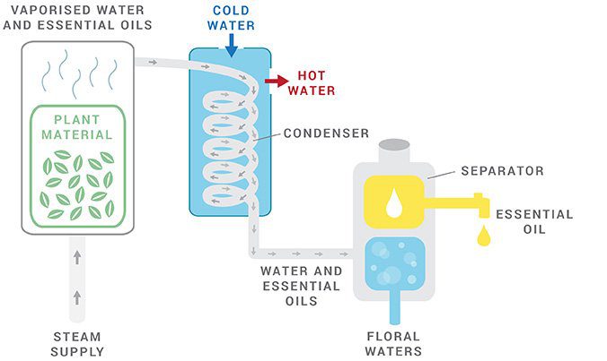 citronella oil distillation process