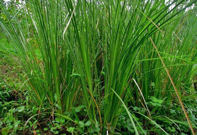 indonesian vetiver essential oil manufacturer, vetiver essential oil extraction method, how to get vetiver essential oil, benefit of vetiver essential oil for daily use