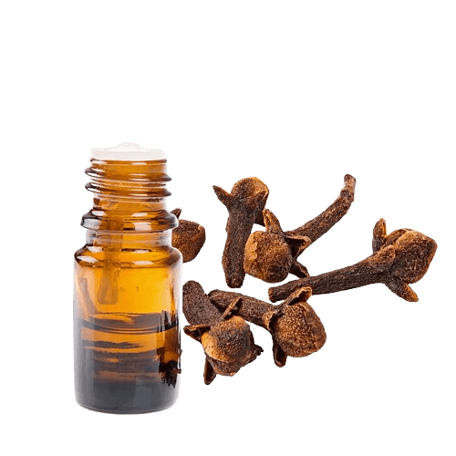 Benefits Of Clove Oil In Toothpaste 3 clove essential oil manufacturer, the best clove essential oil brand, clove essential oil