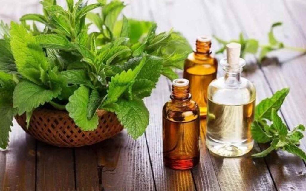 pogostemon cablin oil, patchouli oil supplier, gayo patchouli oil