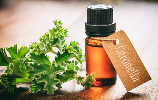 buy citronella oil