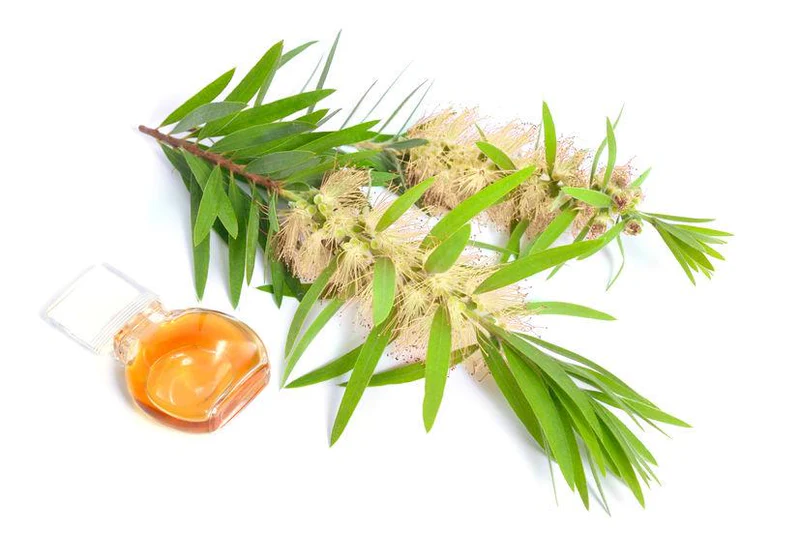 eucalyptus cajuput, cajuput oil benefits, cajuput essential oil, cajuput leaves, cajuput essential oil, cajuput oil, antifungal, infections
