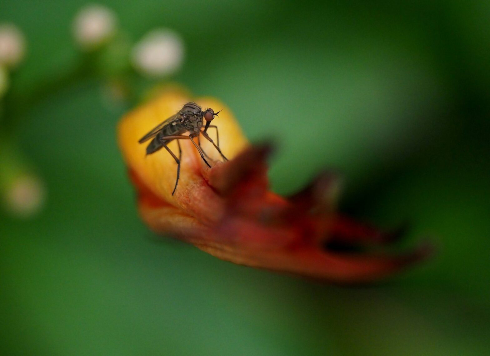 citronella oil, citronella diffuser, citronella fragrance oil, citronella oil mosquito repellent