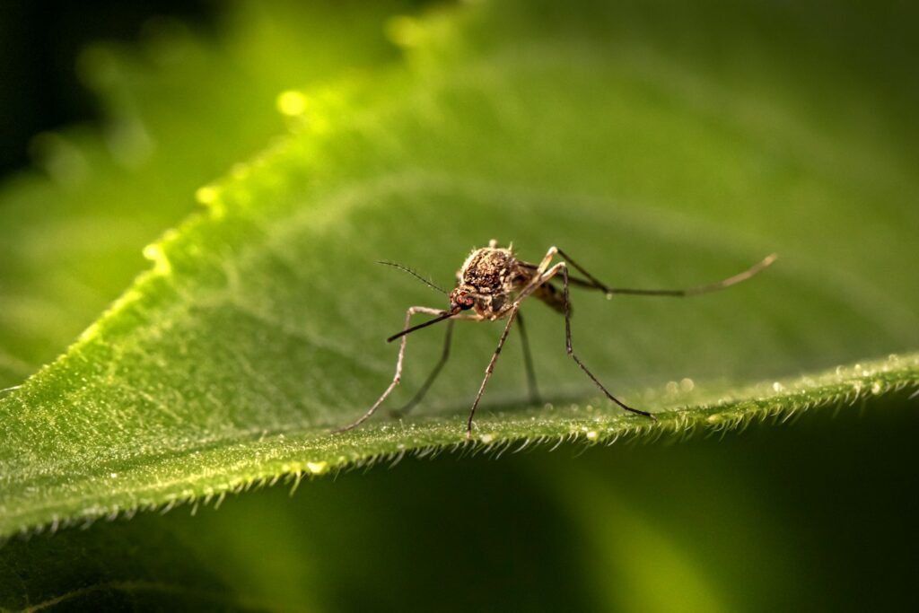 citronella oil, citronella diffuser, citronella fragrance oil, citronella oil mosquito repellent
