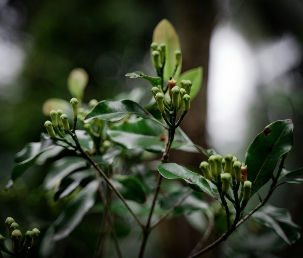 Clove Leaf Oil in Modern Aromatherapy: Innovative Applications for Wellness and Healing 1 clove leaf oil, fresh cloves, clove oil for hair growth, clove oil for dental pain