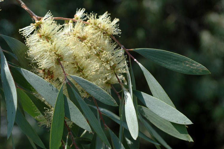 oleum cajuput, eucalyptus cajuput, tea tree essential oil, tea tree oil for nail fungus, cajuput essential oil, cajuput oil, antifungal, infections