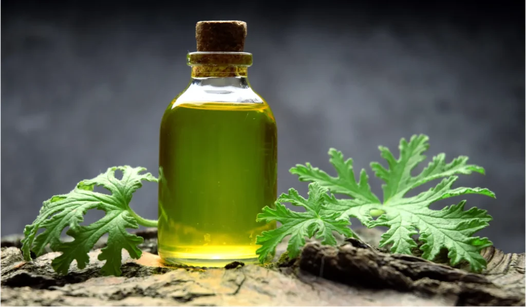bulk citronella oil, citronella insect repellent, organic citronella oil, citronella oil for skin, Citronella Grass, Citronella Grass, citronella aroma oil, bulk citronella, citronella oil, pain relief, citronella essential oil, antispasmodic 