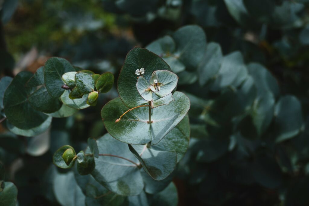 oleum cajuput, eucalyptus cajuput, tea tree essential oil, tea tree oil for nail fungus
