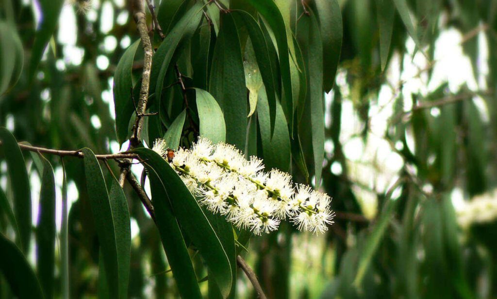 oleum cajuput, eucalyptus cajuput, tea tree essential oil, tea tree oil for nail fungus
