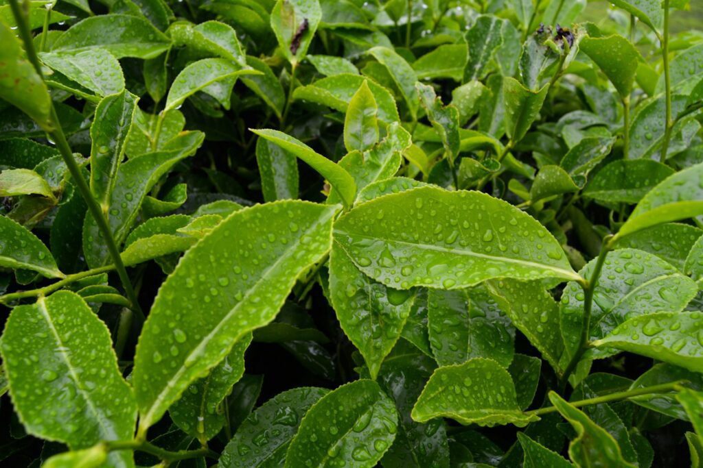 oleum cajuput, eucalyptus cajuput, tea tree essential oil, tea tree oil for nail fungus
