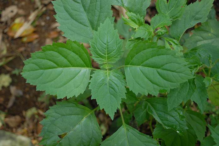 Global Essential Oil, LK2PI Encourages the Development of Patchouli Plants as a Leading Commodity in Papua