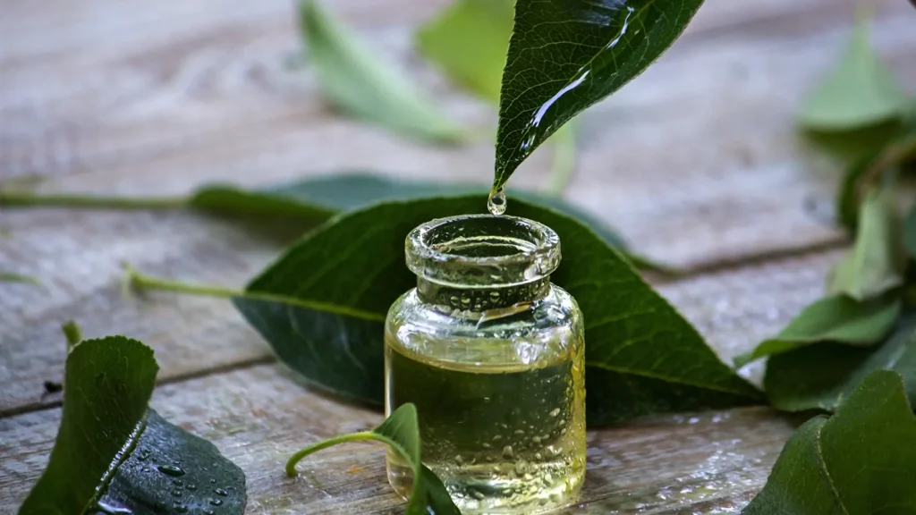 oleum cajuput, eucalyptus cajuput, tea tree essential oil, tea tree oil for nail fungus
