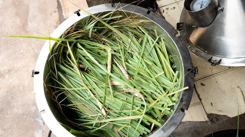 Global Essential Oil, Lemongrass Oil Extraction Process: Step-by-Step Guide, Methods & Quality Factors