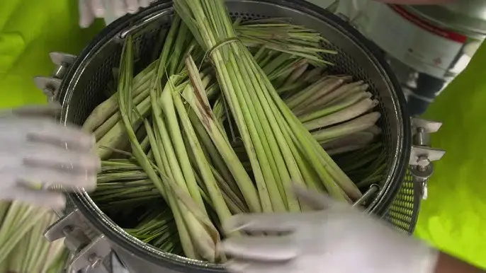 Lemongrass Oil Extraction Process