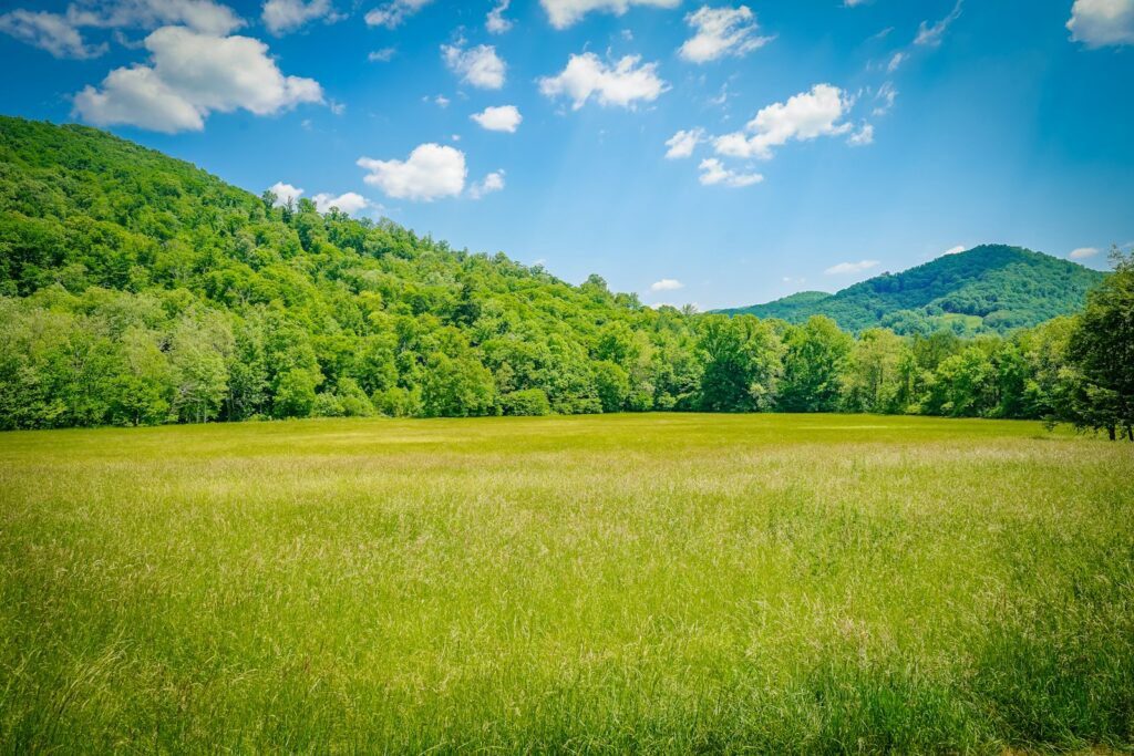citronella oil, economic, developing, regions