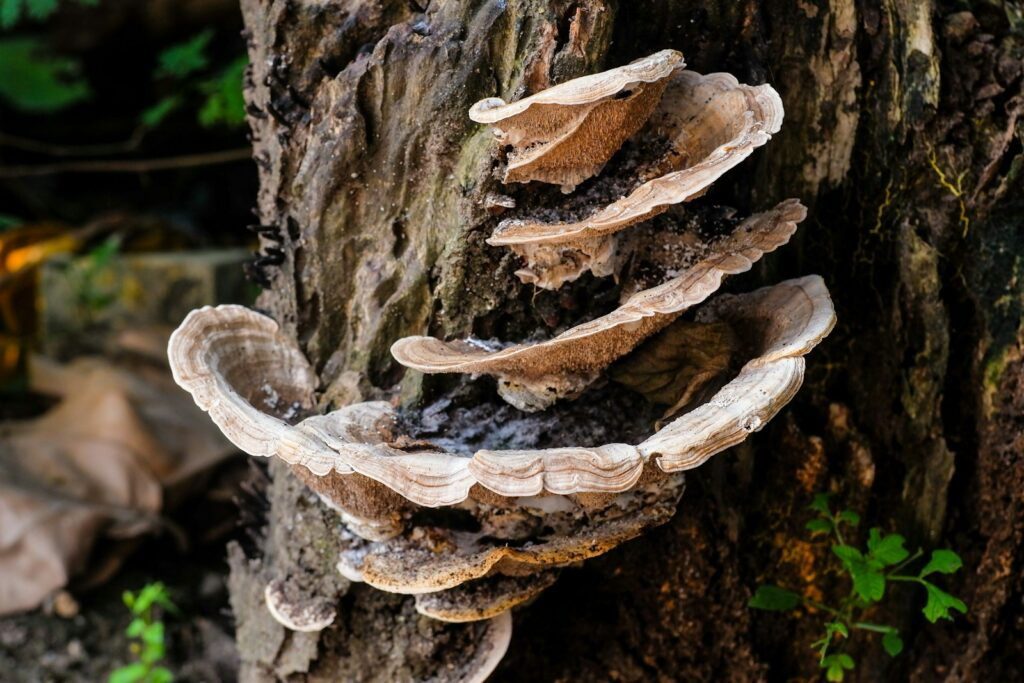 patchouli oil, antifungal, antimicrobial, essential oil
