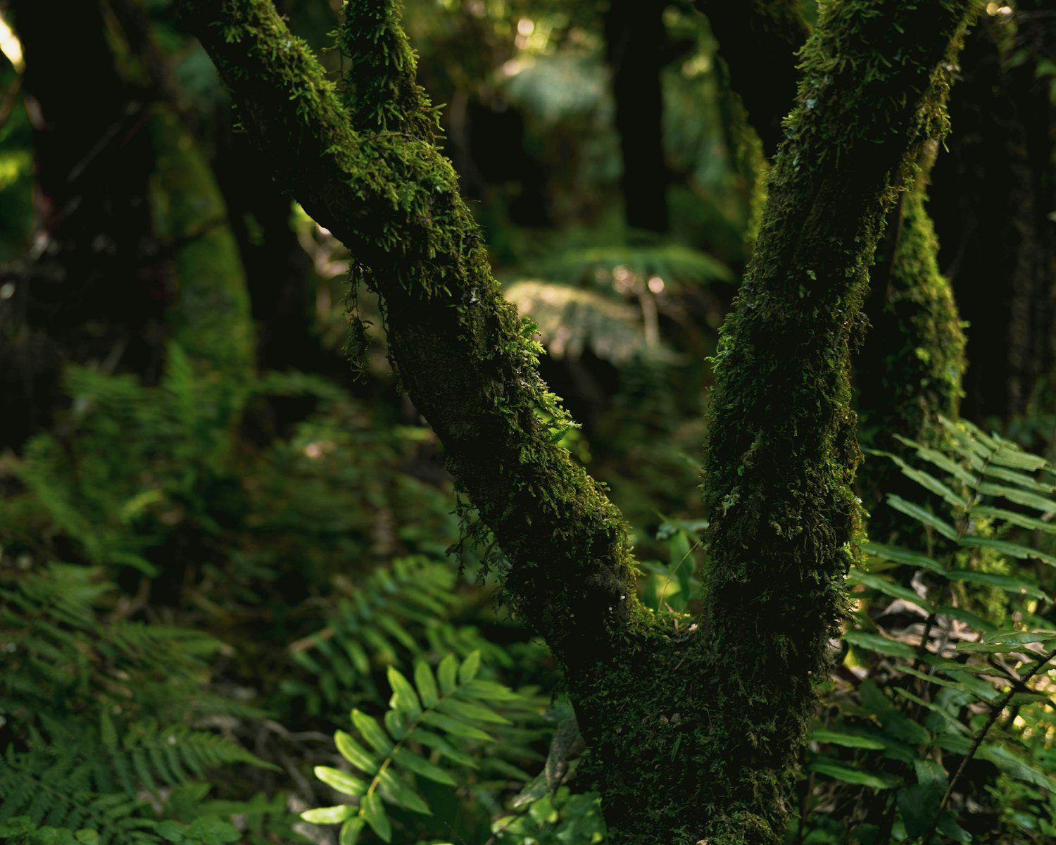 vetiver, essential oils, vetiver essential oil, oil