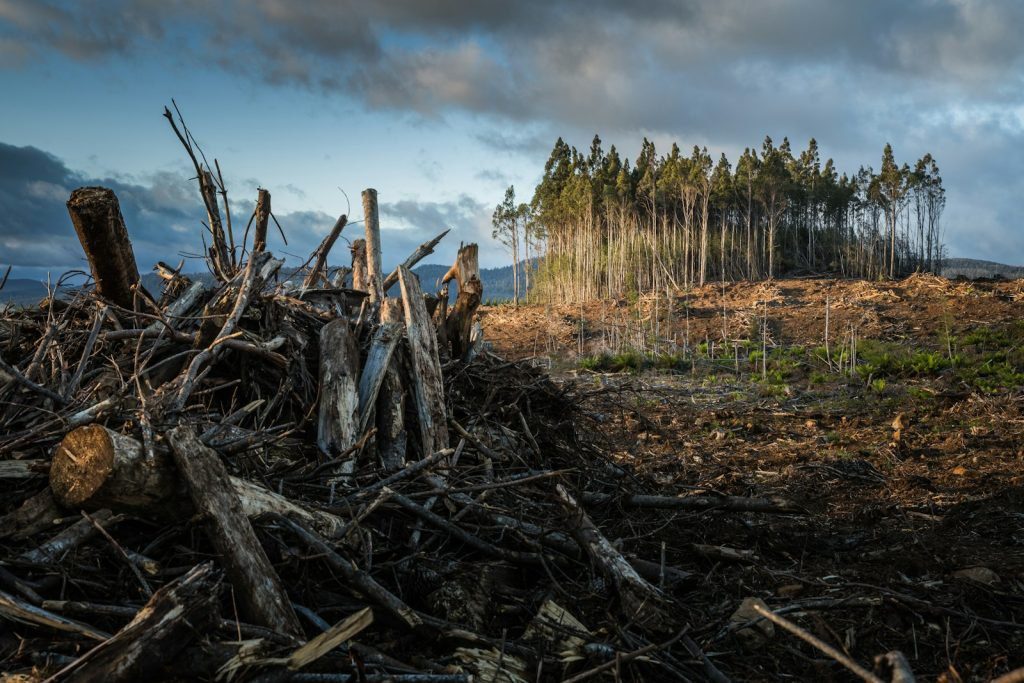 climate, agarwood, production, essential oil