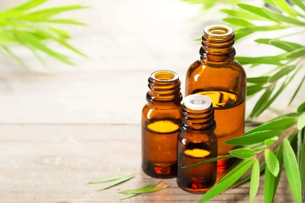 cajuput essential oil