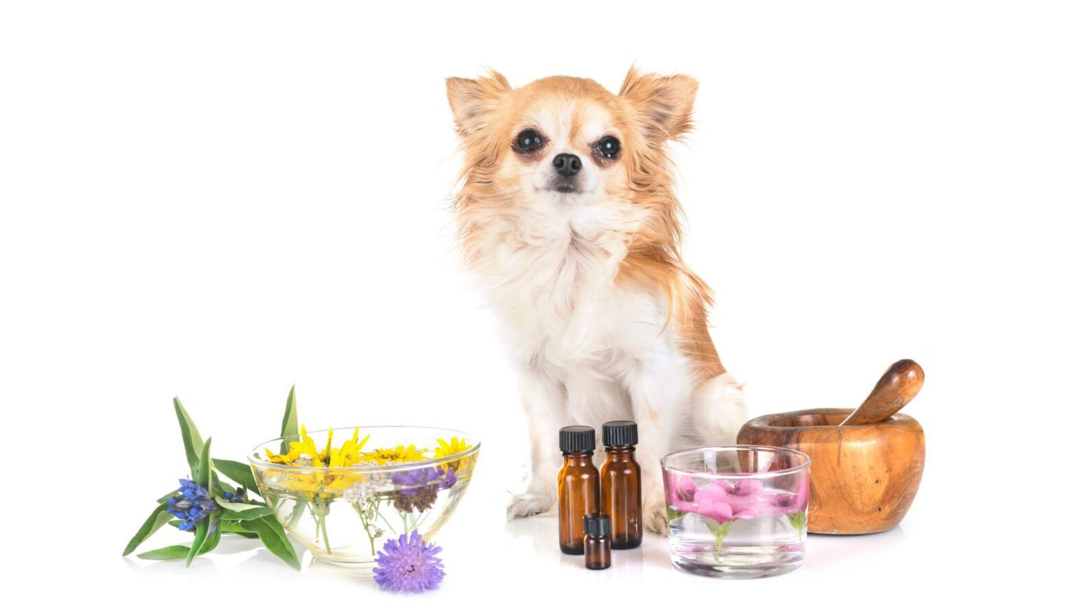 is patchouli oil toxic for dogs?