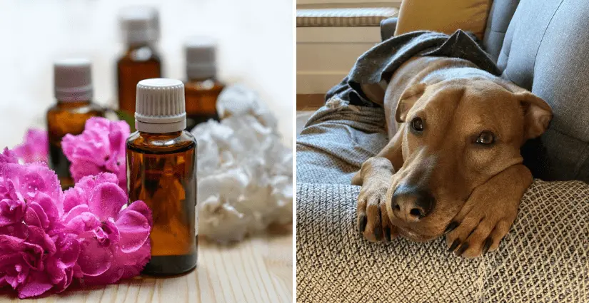 Why Are Some Essential Oils Dangerous for Dogs?