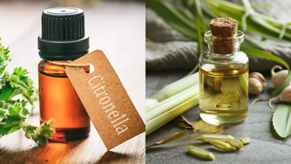 citronella oil vs lemongrass oil difference