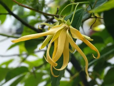 cananga oil