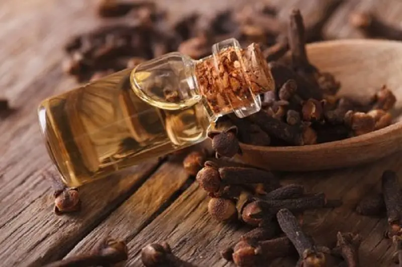 eugenol essential oil