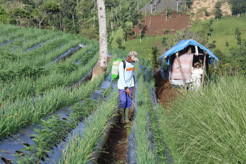 vetiver oil indonesia from garut