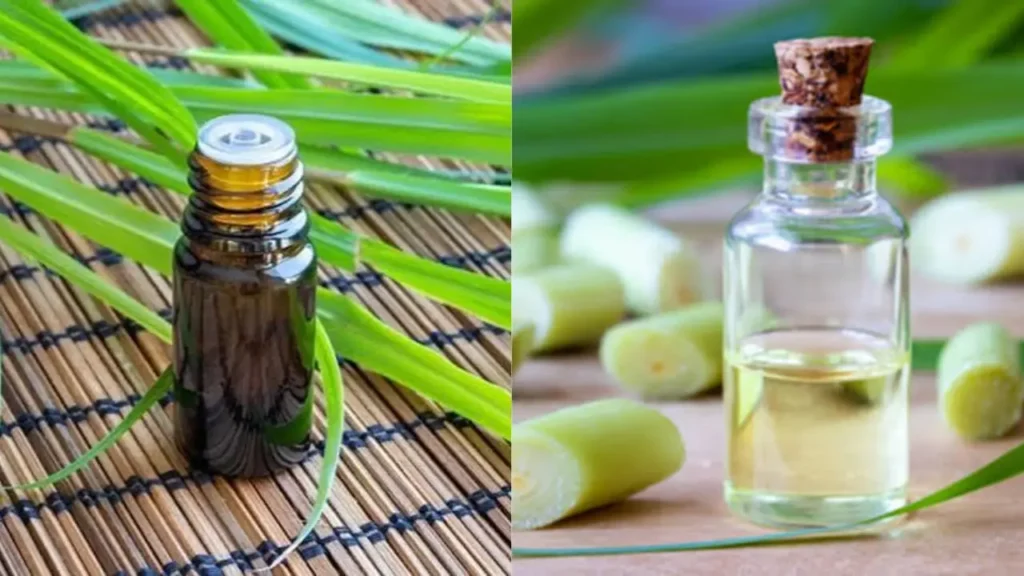Citronella Java Type vs Ceylon Type