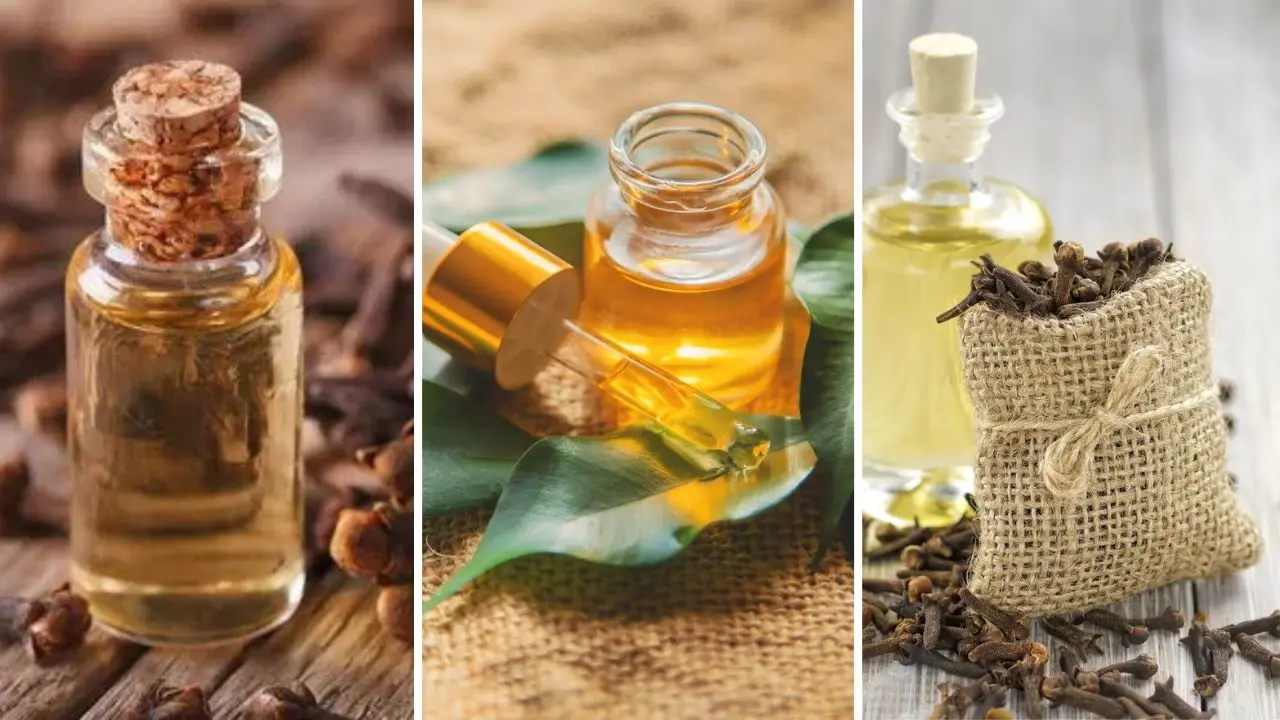 Clove Bud Oil vs Clove Leaf Oil vs Clove Stem Oil