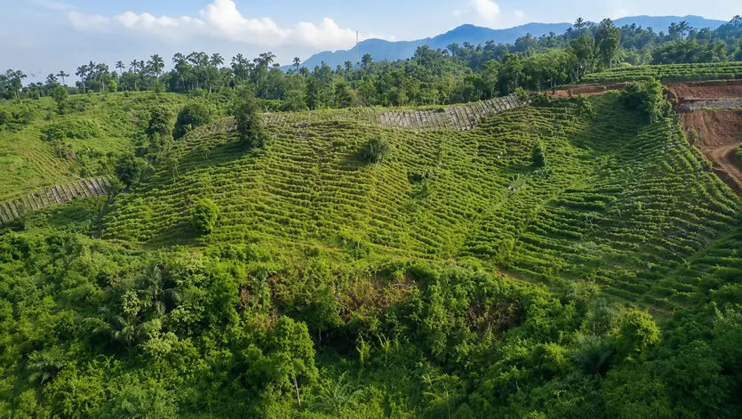 patchouli oil harvest season in indonesia