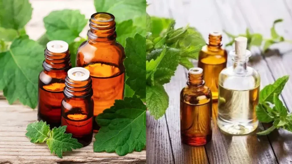Indonesian Patchouli Oil vs Indian Patchouli Oil: Key Differences, Data & Buyer's Guide 1 Indonesian Patchouli Oil vs Indian Patchouli Oil