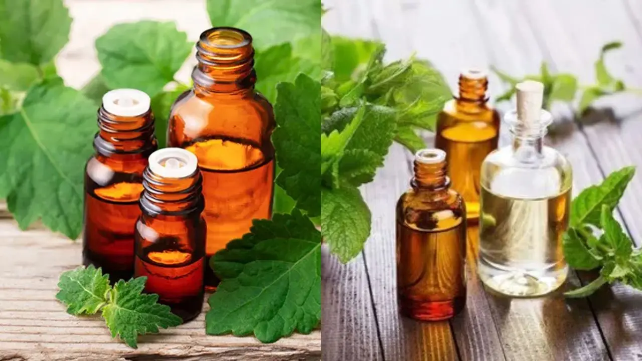 Indonesian Patchouli Oil vs Indian Patchouli Oil
