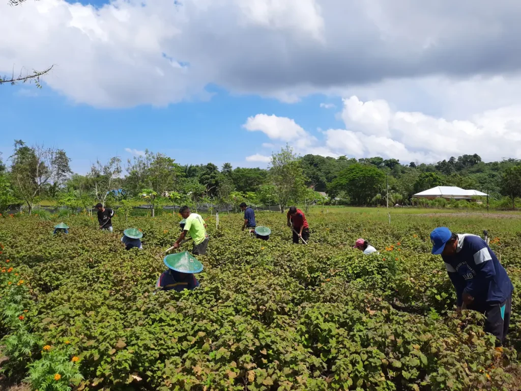 Patchouli Farming Communities: The Human Side of Indonesian Patchouli