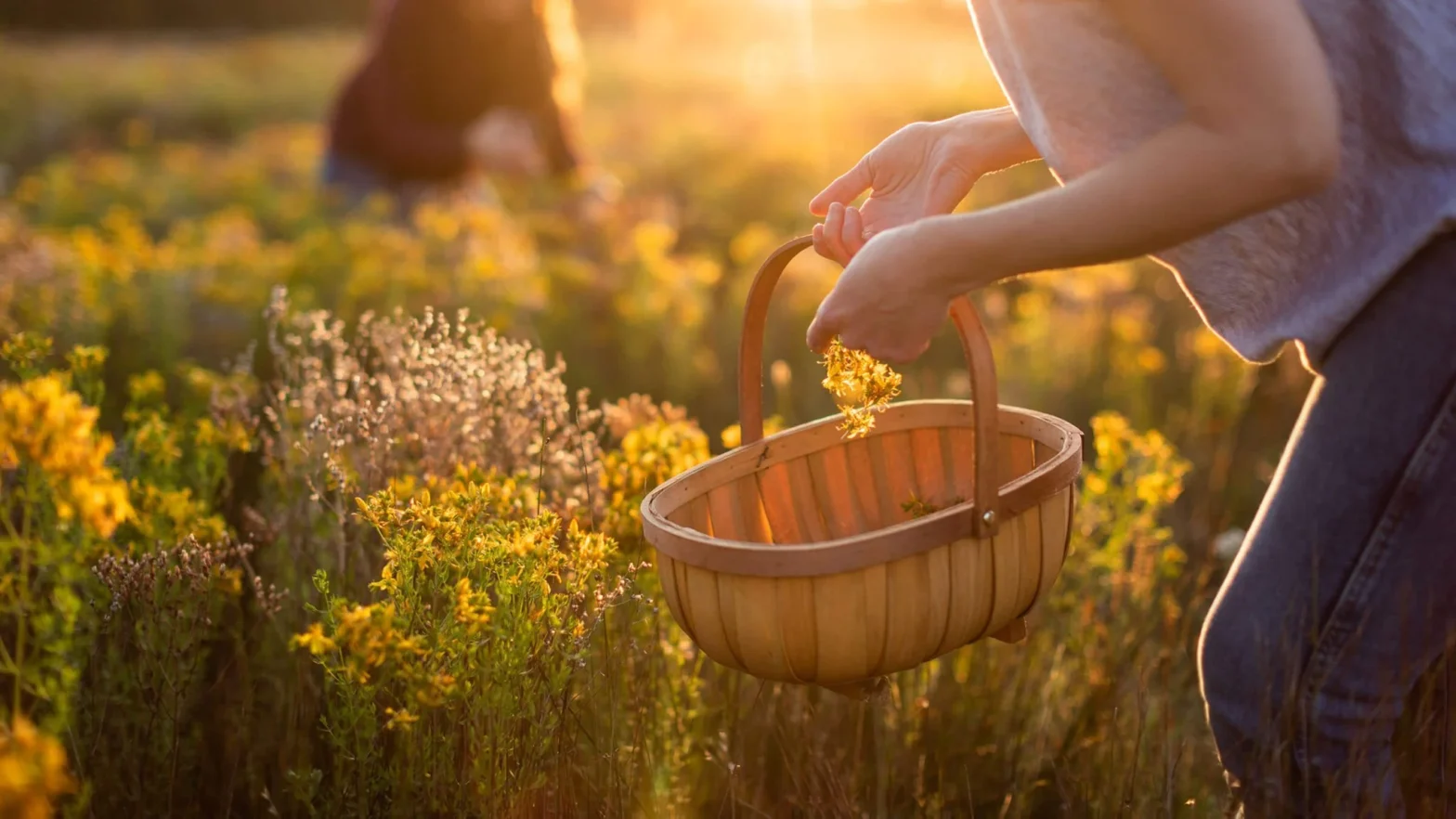 Global Essential Oil, Sustainable Essential Oil Sourcing: A Practical Guide for Buyers, Brands & Formulators