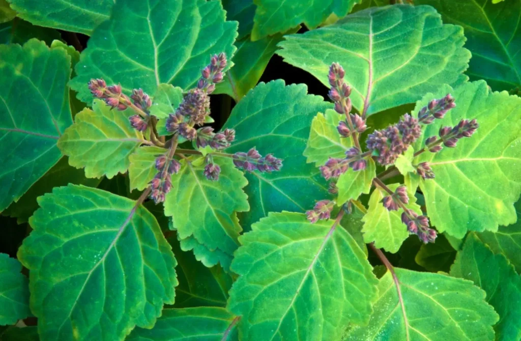 Global Essential Oil, Patchouli Oil Harvest Season in Indonesia: Seasonal Calendar, Quality Impact & Buyer's Guide