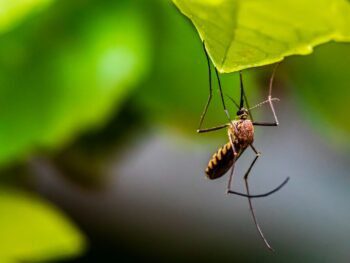citronella aromatherapy, citronella as mosquito repellent, citronella peppermint oil, natural citronella oil