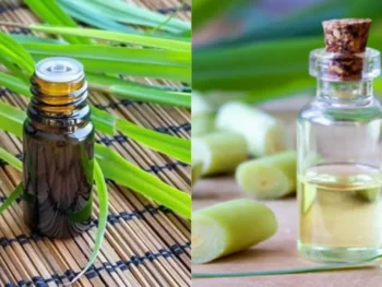 Citronella Java Type vs Ceylon Type