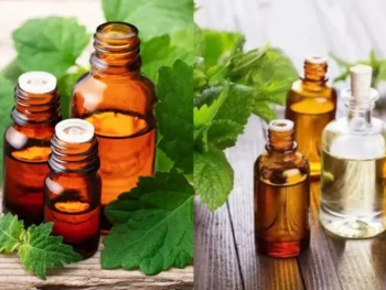 Indonesian Patchouli Oil vs Indian Patchouli Oil