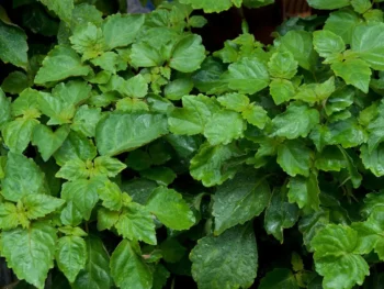 pure essential oil manufacturers from indonesia, patchouli oil blends, benefits of patchouli essential oil for skin, patchouli origins
