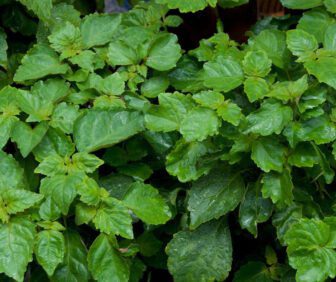 pure essential oil manufacturers from indonesia, pogostemon patchouli, indonesian patchouli, patchouli essential oil supplier, patchouli essential oil manufacturer, what fragrance patchouli oil blends with?, patchouli origins