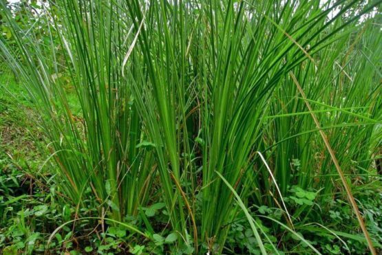 Tanaman Vetiver indonesian vetiver essential oil manufacturer, vetiver essential oil extraction method, how to get vetiver essential oil, benefit of vetiver essential oil for daily use