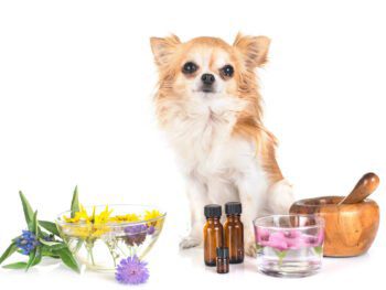 Untitled-design-2021-03-24T095324.180 is patchouli oil toxic for dogs?