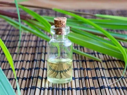 citronella essential oil, citronella java oil, citronella oil manufacturers, global essential oil id, citronella coconut oil, citronella aromatherapy, citronella essential oil, catnip oil, insect, citronella oilcitronella aroma oil, citronella as mosquito repellent, Citronella Oil Insect Repellent, citronella essential oil, citronella tea, citronella scent, citronella oil, pain relief, citronella essential oil, antispasmodic