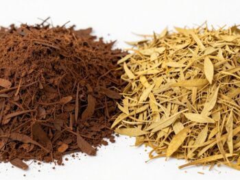 journalist2Fd60ffd27-a37e-4f53-9447-273cb0c1b9f42Fthumbnail Aceh and Sulawesi patchouli leaves comparison